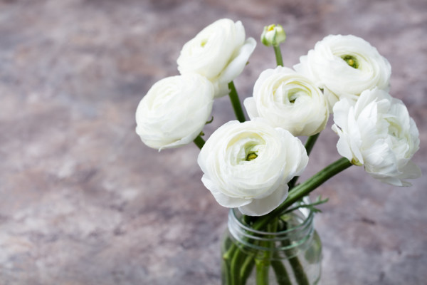 今日は何の日 誕生花 1月日 アディッドバリュー株式会社