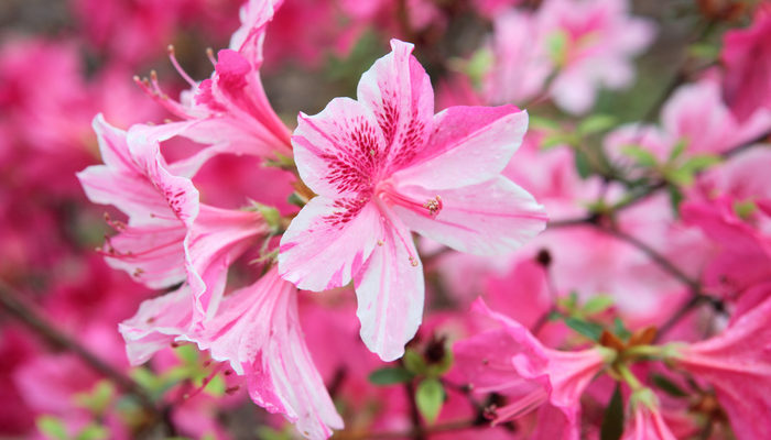 今日は何の日 誕生花 12月22日 アディッドバリュー株式会社 今日は何の日 誕生花 12月22日 アディッドバリュー株式会社